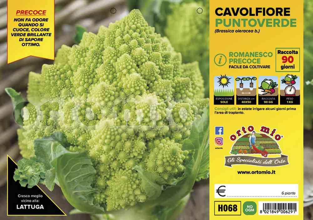 Cavolfiore Puntoverde H068