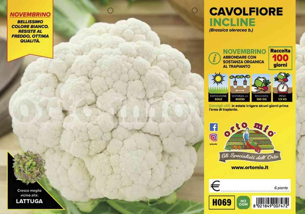 Cavolfiore Incline H069