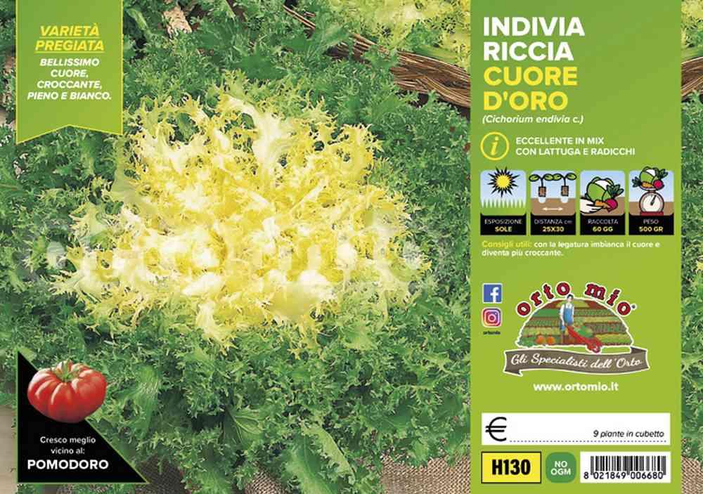 Ricciaindivia Riccia Cigal Mirna H130