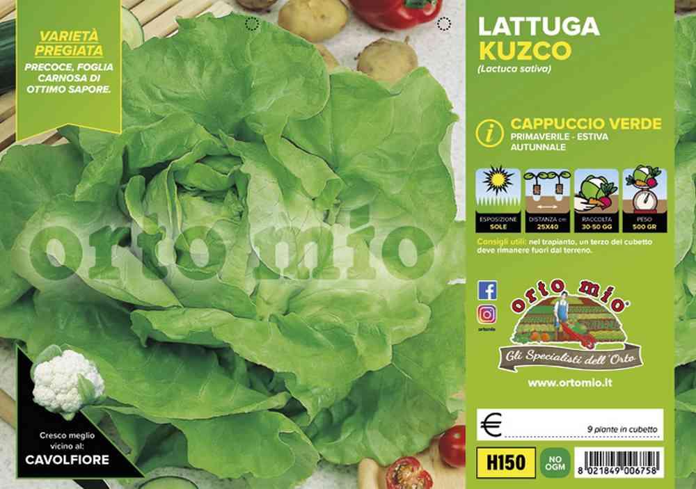 Lattuga Cappuccio Kuzco Verde H150