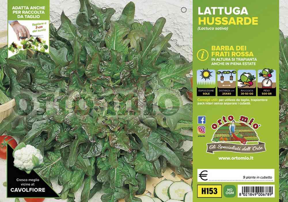 Lattuga Barba Dei Frati Rossa Hussarde H153