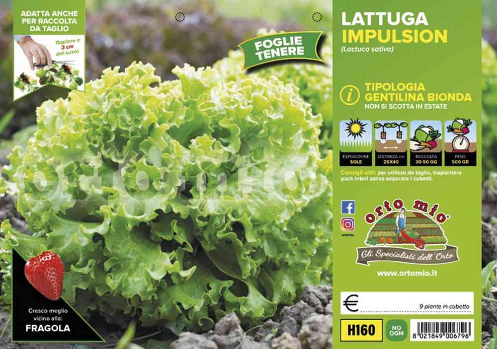 Lattuga Gentilina Bionda Impulsion H160