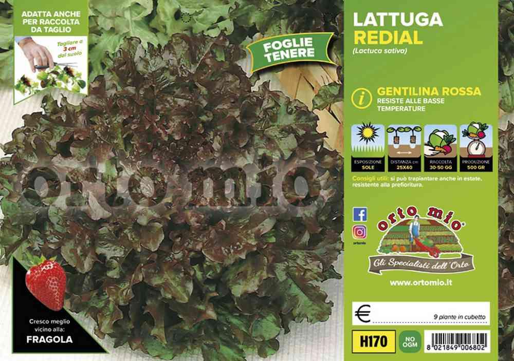 Lattuga Gentilina Rossa Redial H170