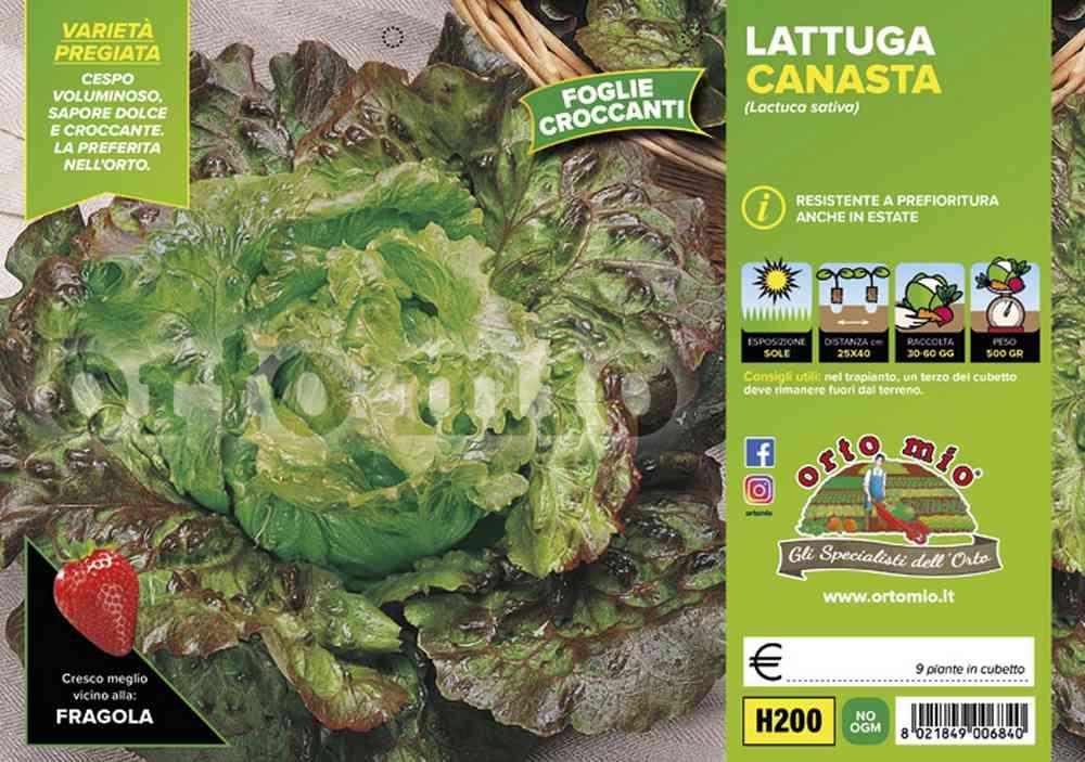 Lattuga Canasta H200