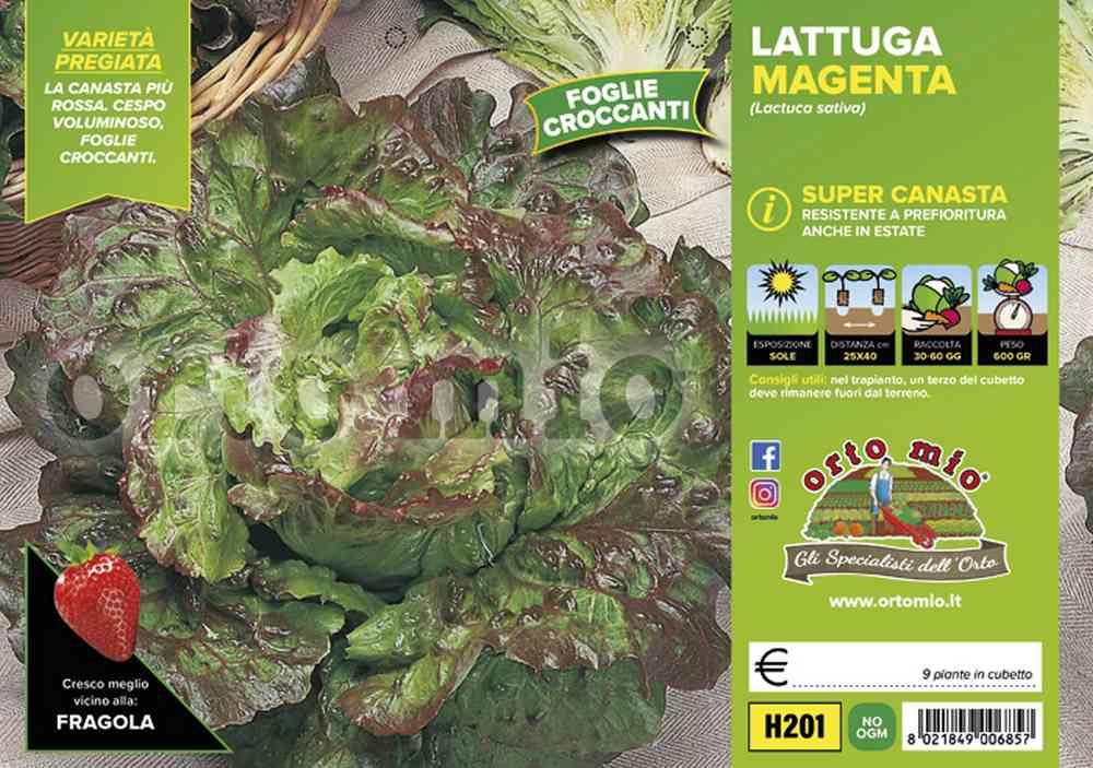 Lattuga Super Canasta Magenta H201