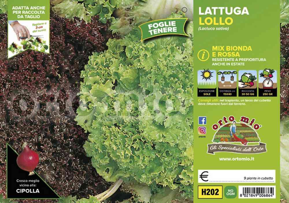 Lattuga Lollo Mix Bionda Rossa Locarno Concorde H202