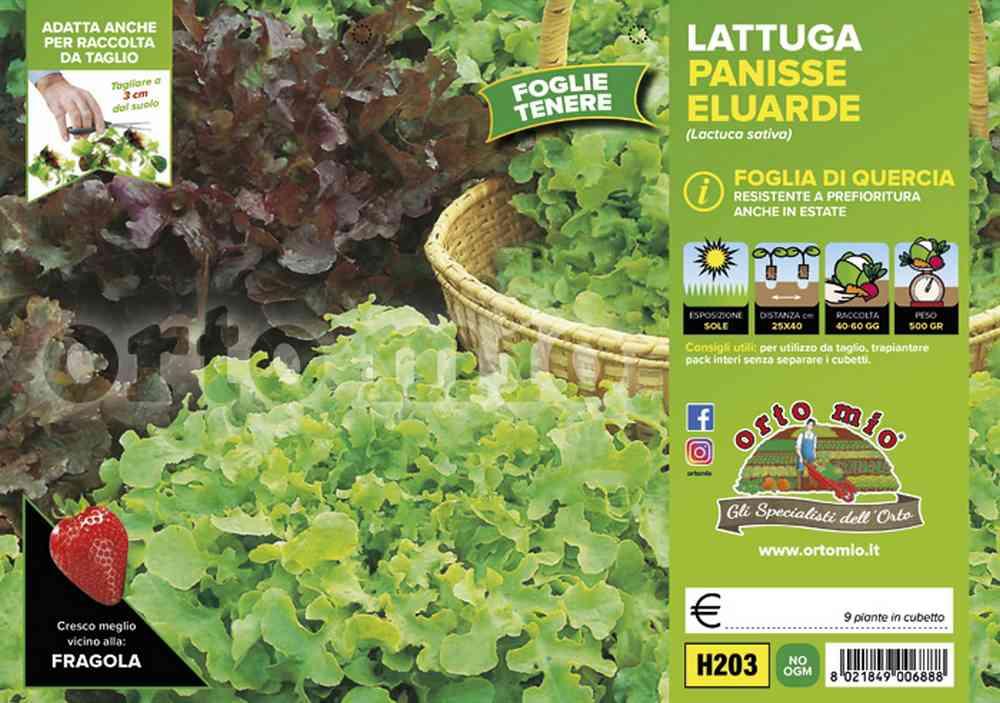 Lattuga Foglia Di Quercia Panisse Eluarde H203