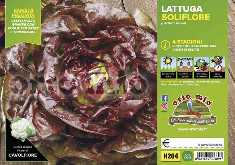 Lattuga Quattro Stagioni Soliflore H204