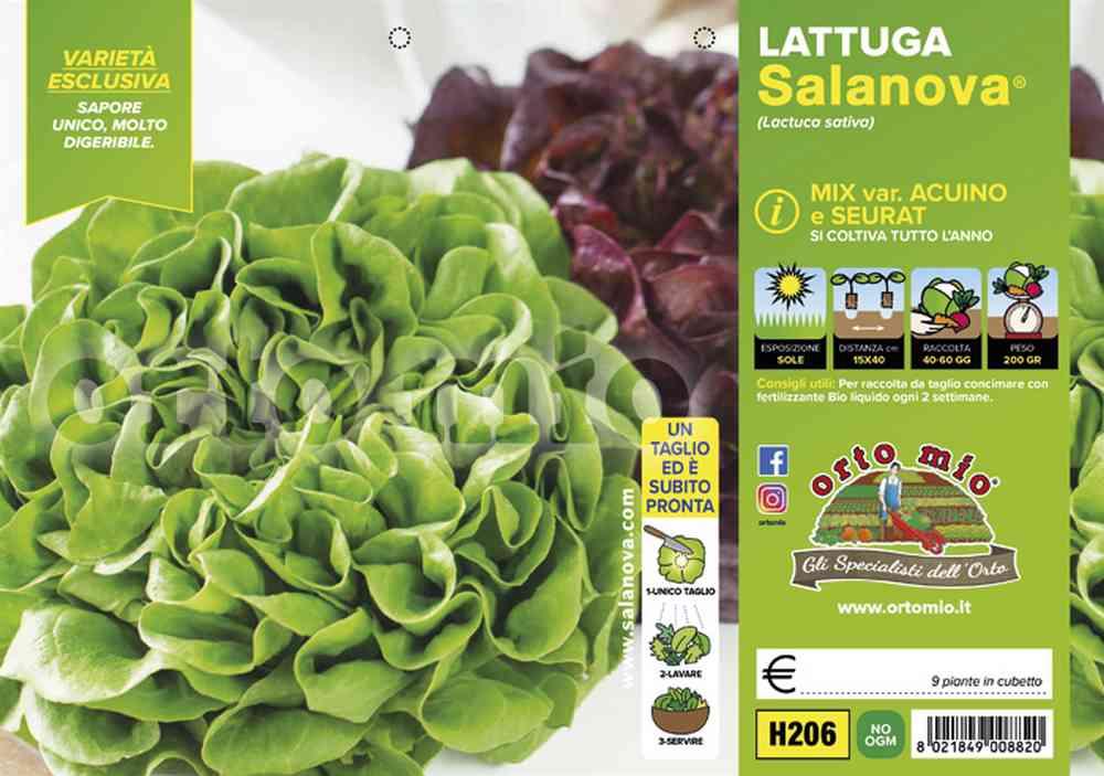 Lattuga Salanova Liscia Acuino E Seurat H206