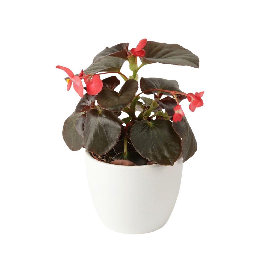 Begonia Big V.14 fioritura abbondante