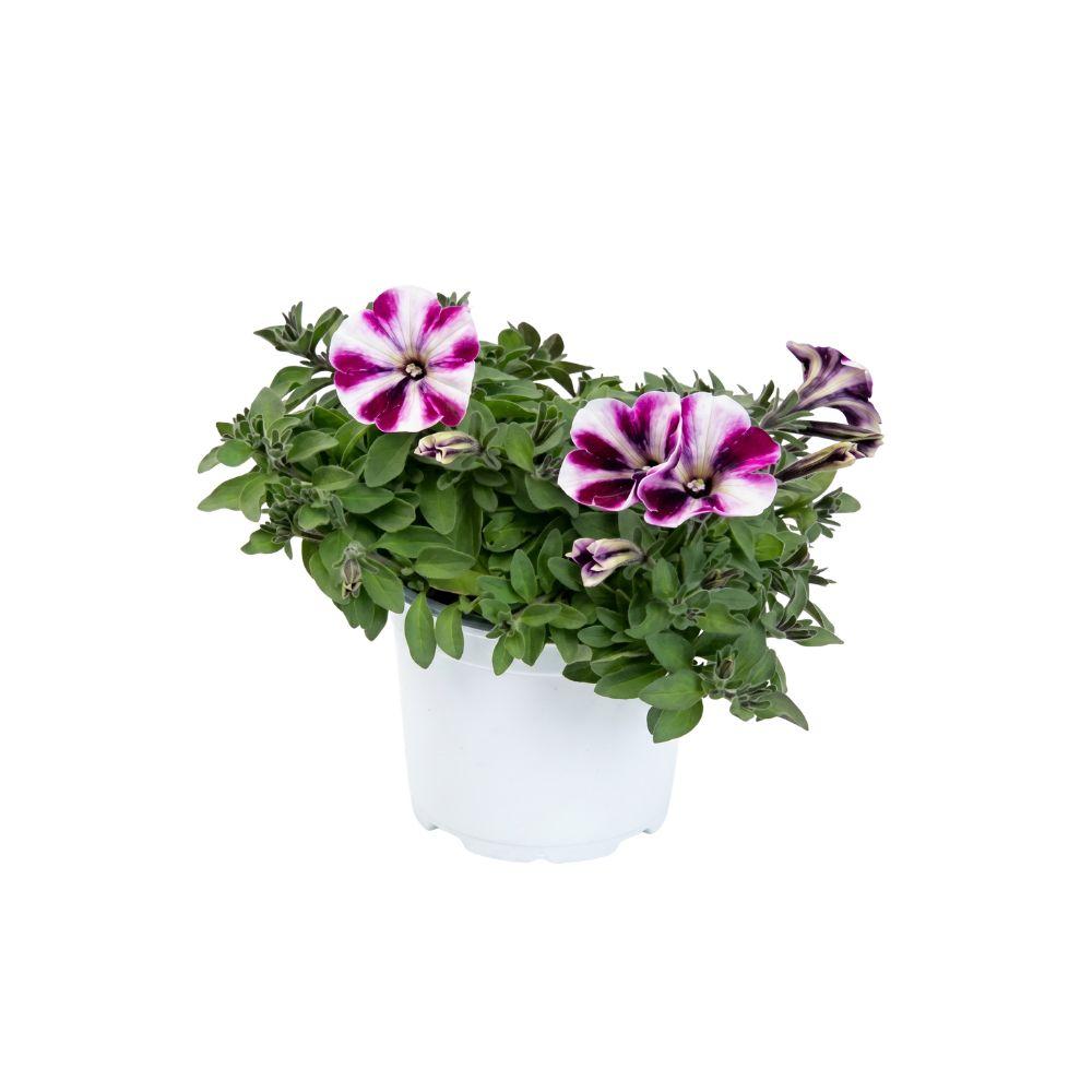 Potunia vaso 14 cm