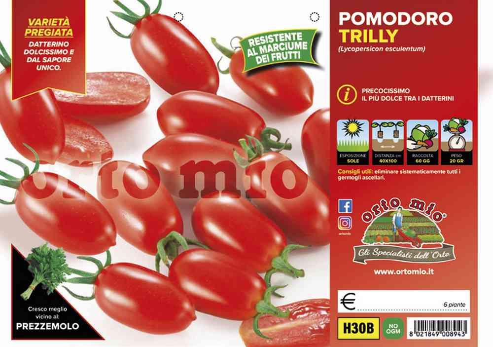 Pomodoro Datterino Trilly H30B