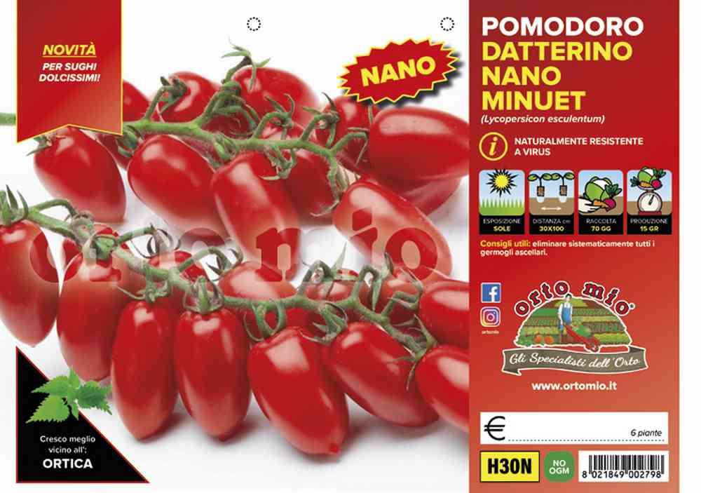 Pomodoro Datterino Nano Minuet H30N