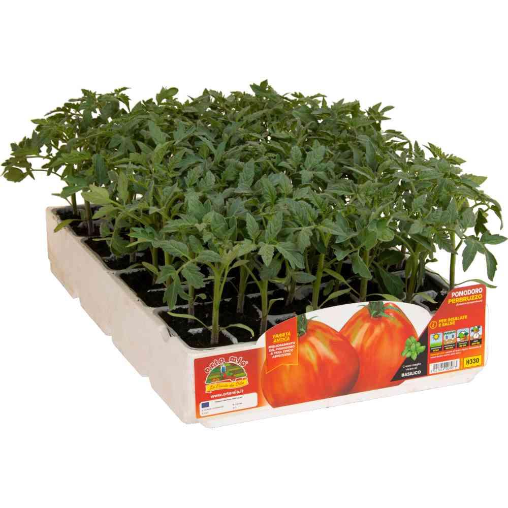 Pomodoro Pera D'Abruzzo H330 Orto Mio