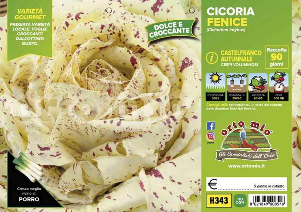 Cicorie Radicchi Fenice H343