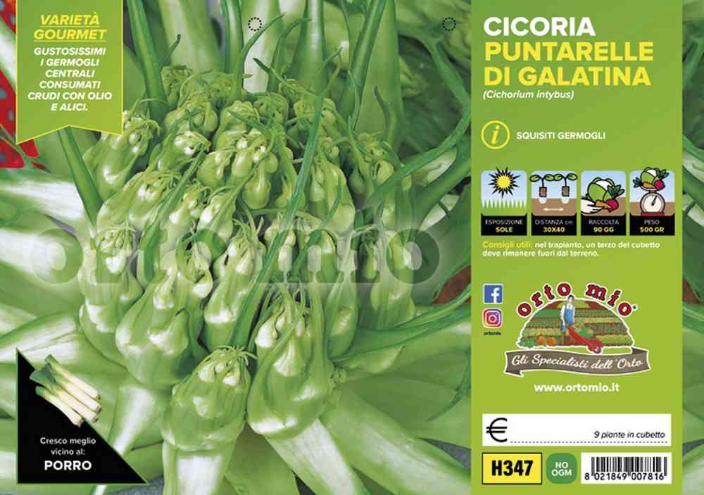 Cicorie Radicchi Galatina H347