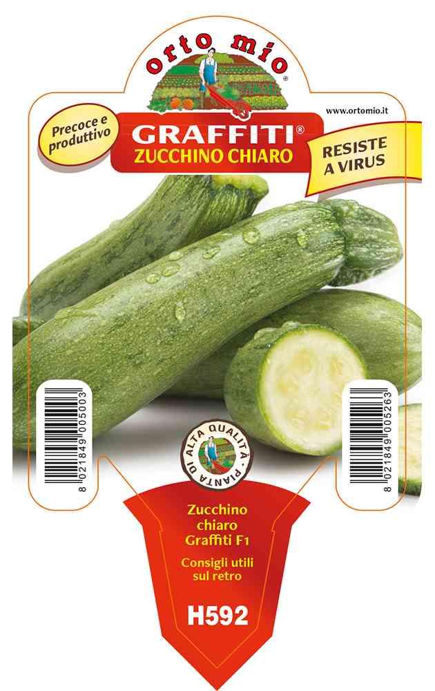 Zucchino Chiaro Faentino Graff in vaso 10 H592