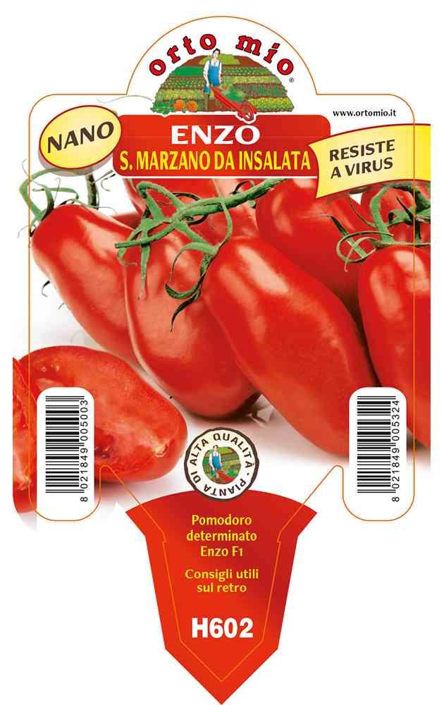 Pomodoro San Marzano Nano Enzo in vaso 10 H602