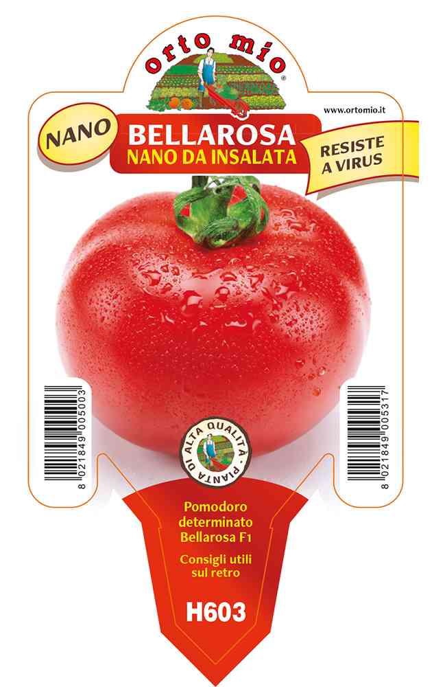 Pomodoro Tondo Nano Bellarosa in vaso 10 H603