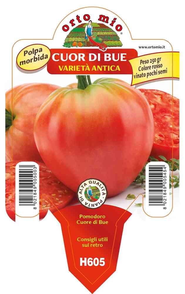Pomodoro Cuore Di Bue Classico in vaso 10 H605