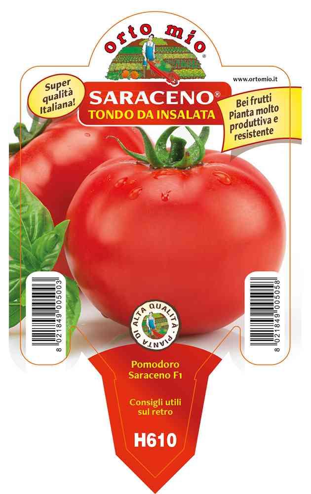 Pomodoro Tondo Saraceno in vaso 10 H610