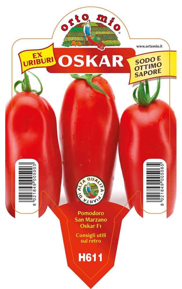 Pomodoro San Marzano in vaso 10 H611