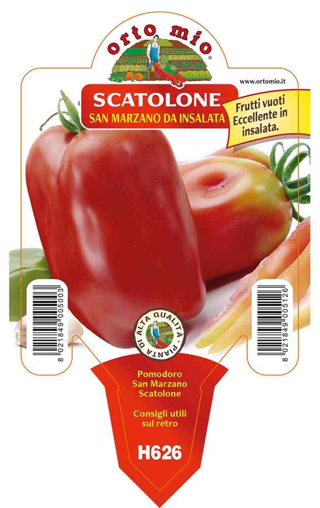 Pomodoro San Marzano Vuoto in vaso 10 H626