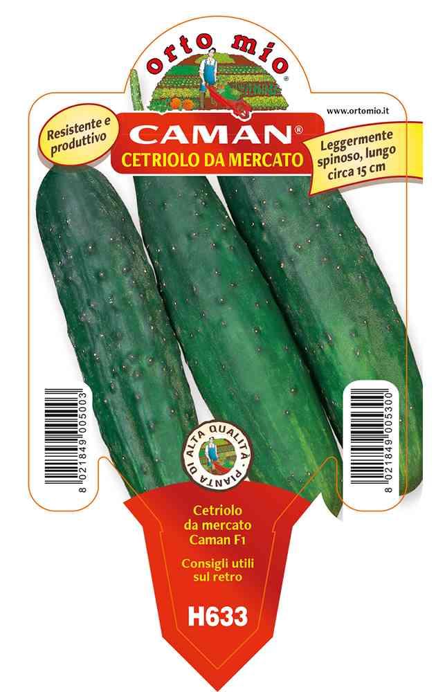 Cetriolo Mercato Caman in vaso 10 H633