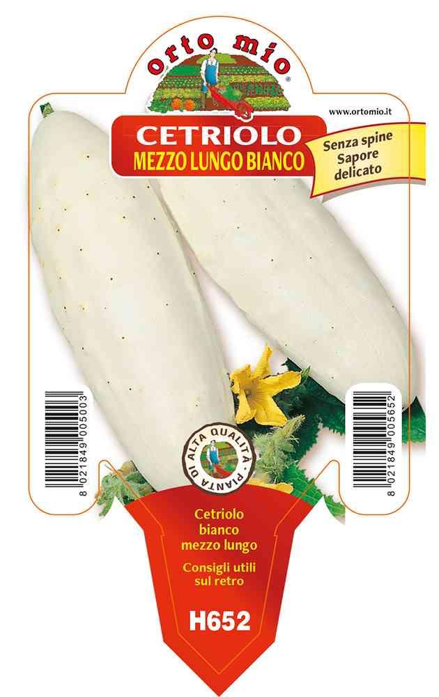 Cetriolo Bianco Mezzo Lungo in vaso 10 H652