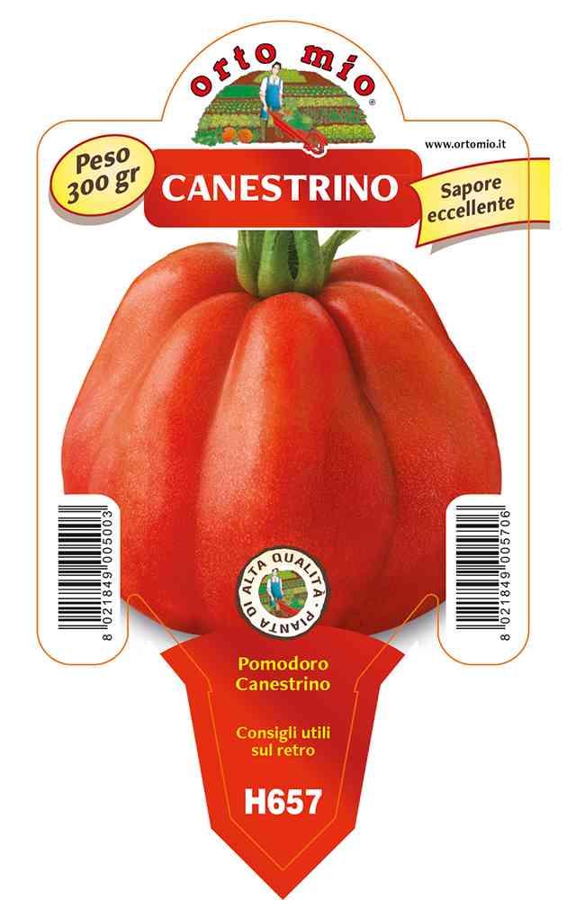 Pomodoro Canestrino Lucca in vaso 10 H657