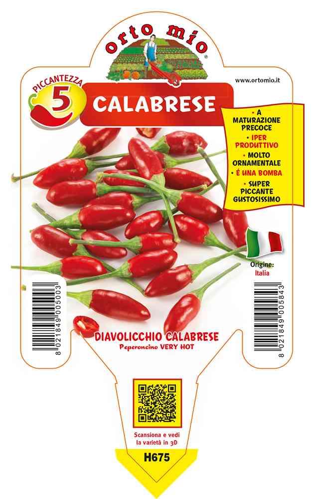 Peperoncini Diavolicchio Italico in vaso 10 H675