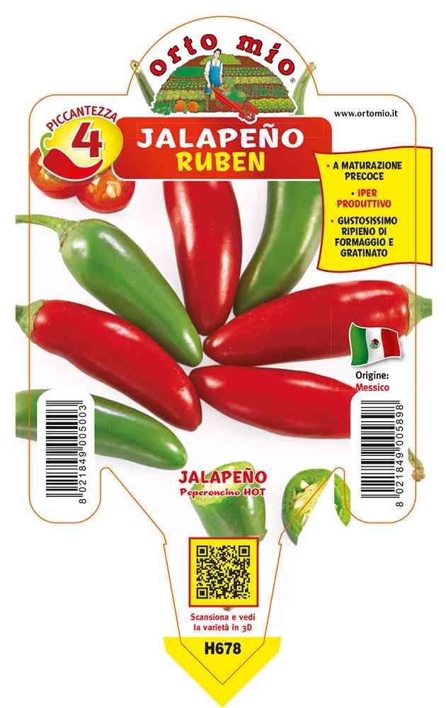 Peperoncini Messicano Jalapeño Ruben in vaso 10 H678