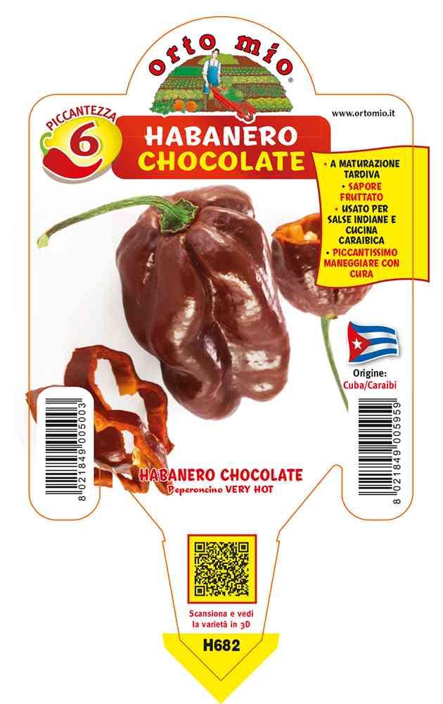 Peperoncini Habanero Chocolate in vaso 10 H682