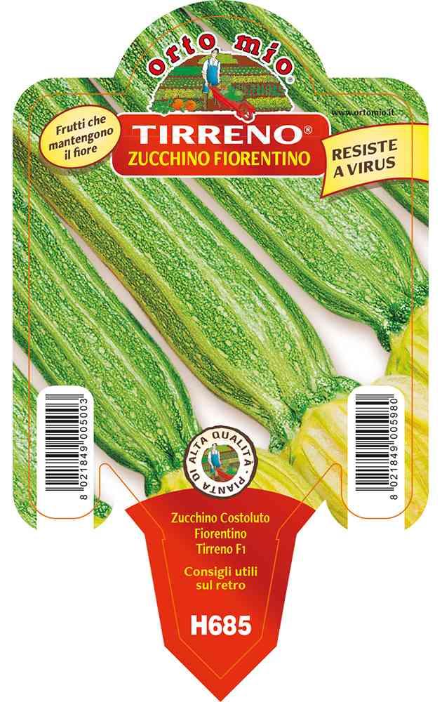 Zucchino Costoluto Fiorentino in vaso 10 H685