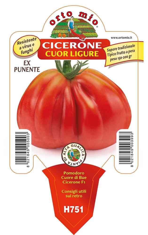 Pomodoro Cuore Ligure Cicerone in vaso 10 H751