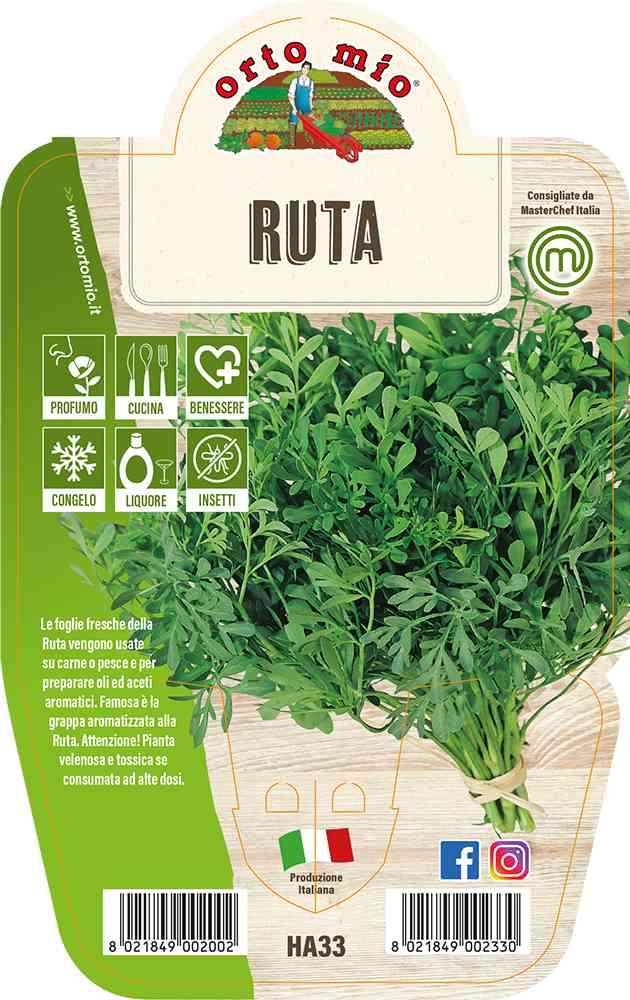 Ruta in vaso 14 HA33