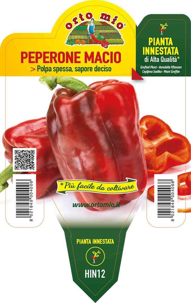 Peperone Innestato Rosso Macio in vaso 14 HIN12