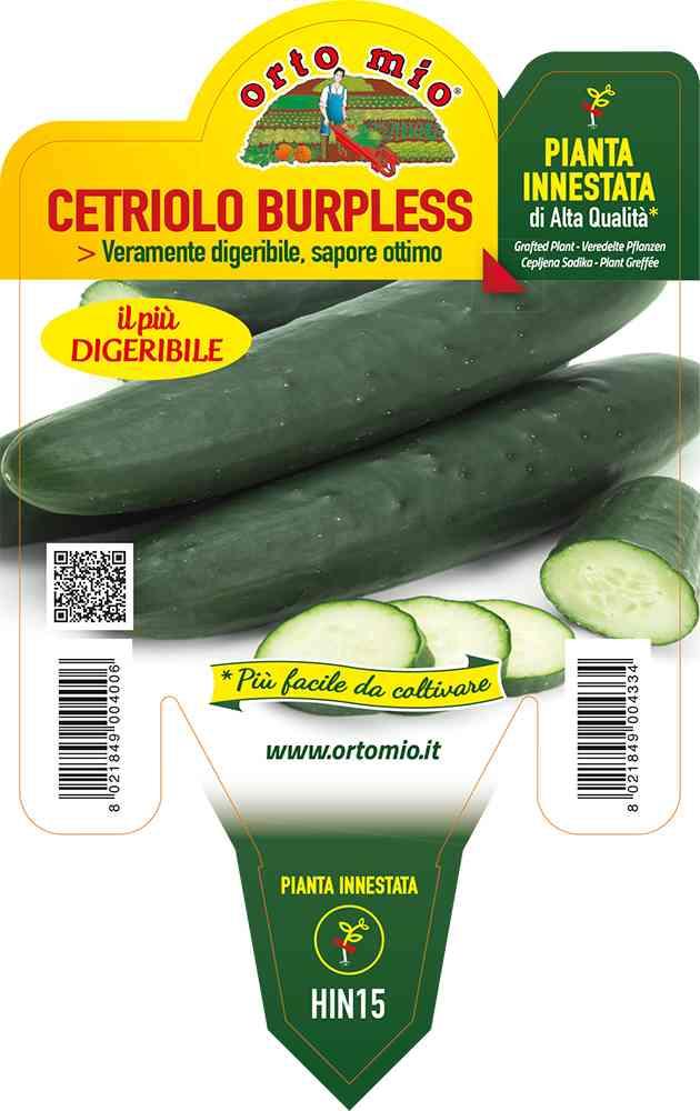Cetriolo Innestato Lungo Digeribile in vaso 14 HIN15