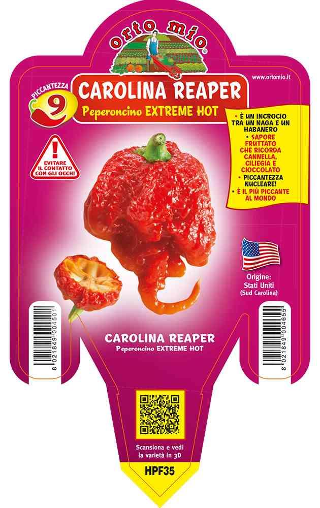 Peperoncino Carolina Reaper Extra Hot in vaso 14 HPF35