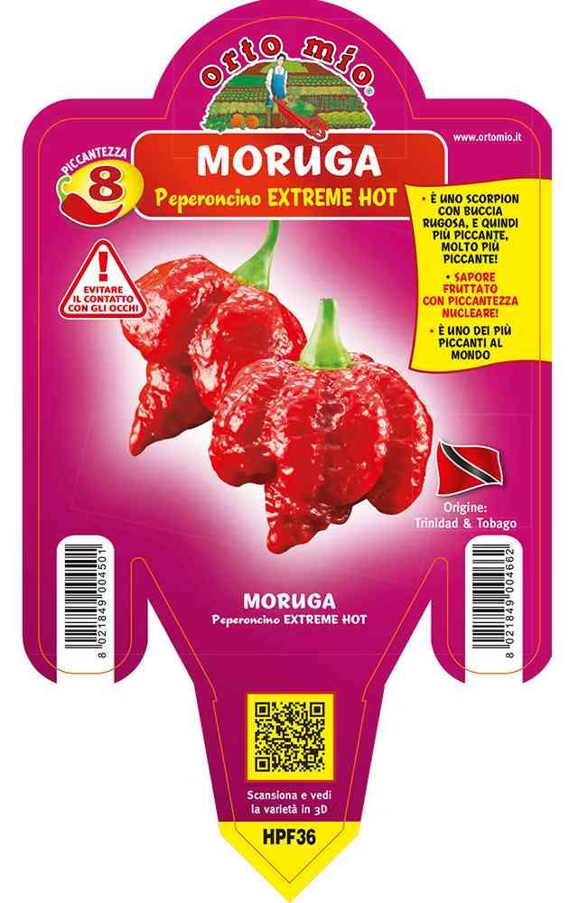 Peperoncino Moruga Scorpion Rosso Extra Hot in vaso 14 HPF36