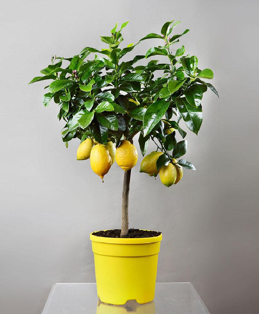 Limone Lunario in vaso 15
