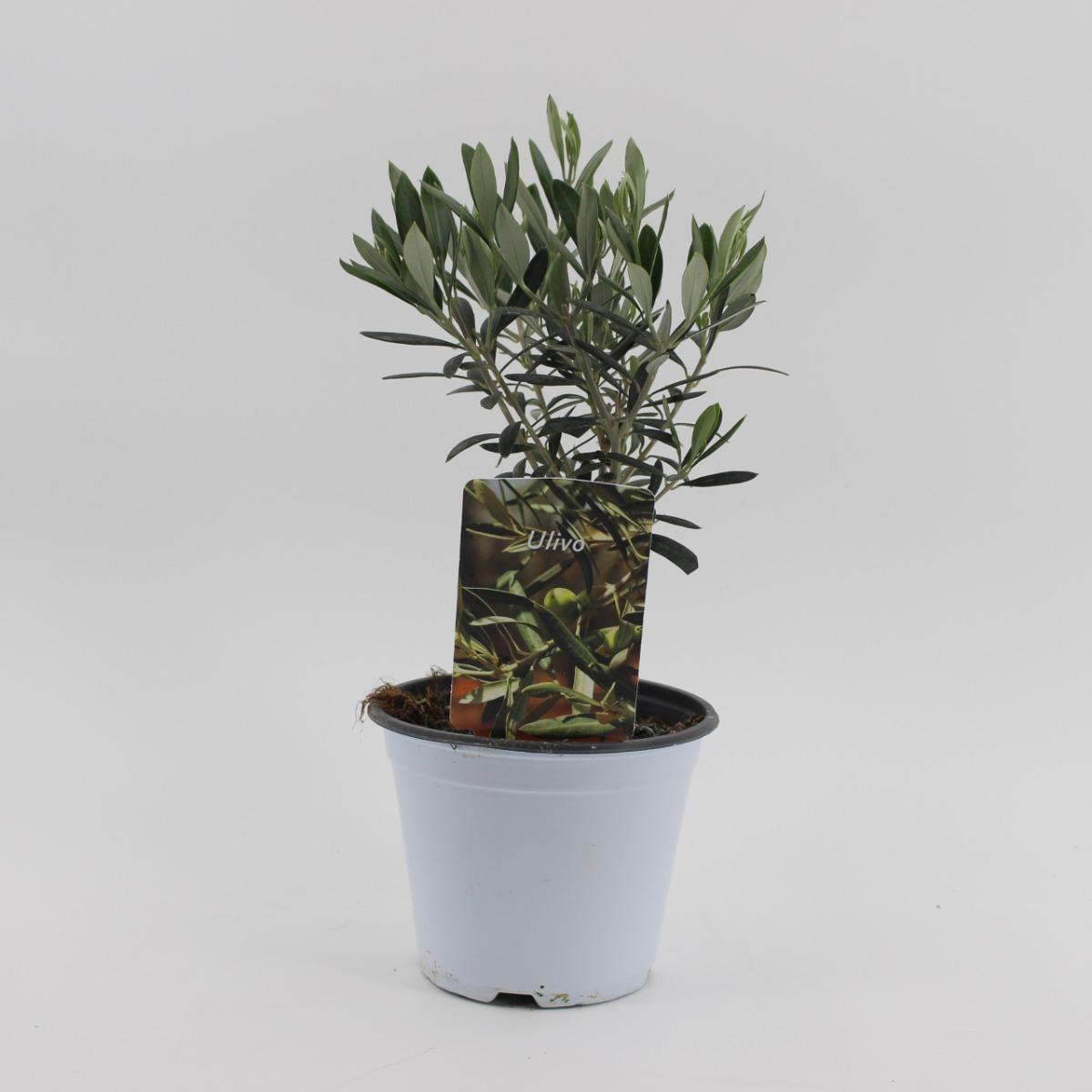 Olivo Vaso Diametro 14 Cm Agricolashop