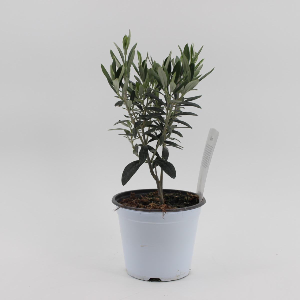 Olivo Vaso Diametro 14 Cm Agricolashop