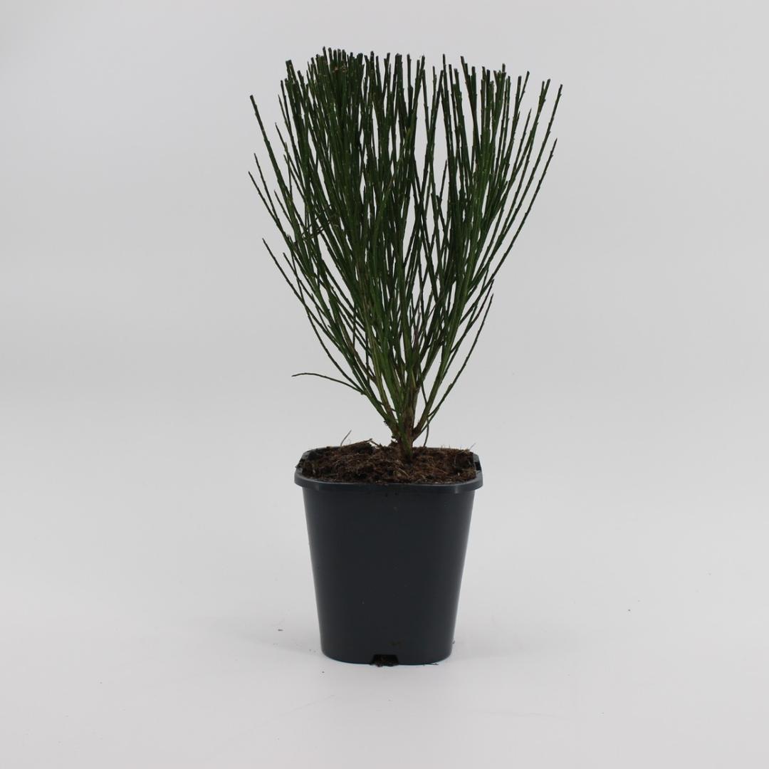 Cytisus in cultivars | Ginestra 40 50 cm di altezza