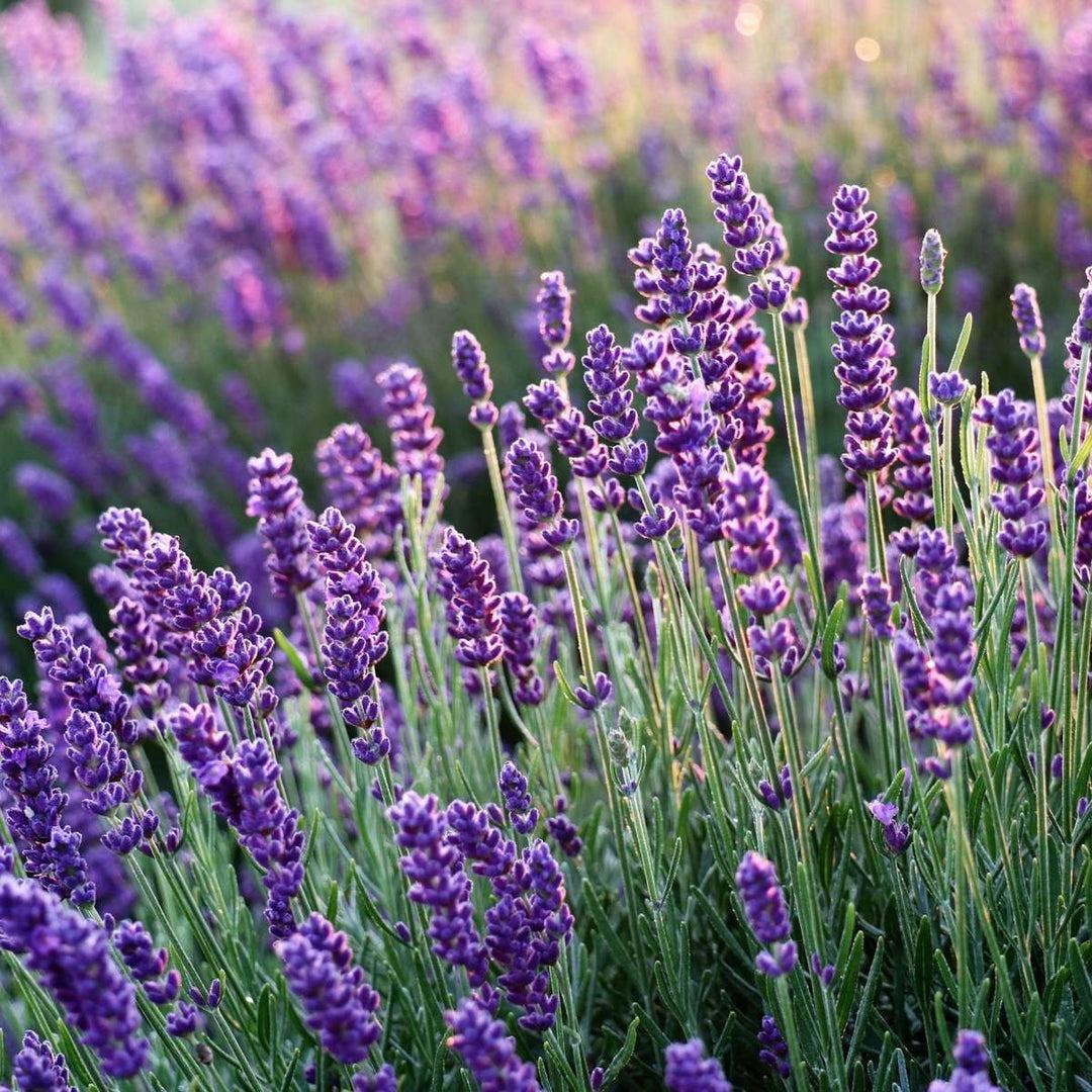 Lavandula angustifolia Lavanda v.14