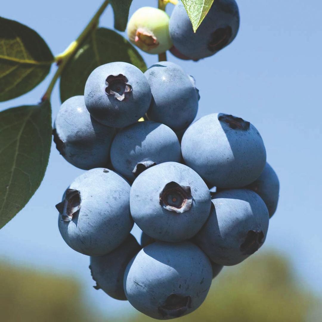 Mirtillo Gigante Americano Duke v.18