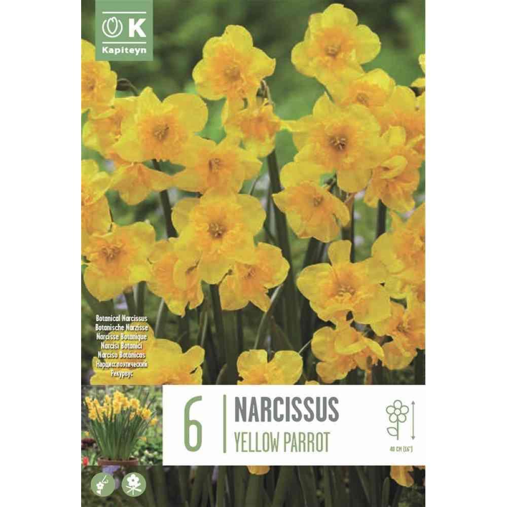 Bulbi Narciso Botanical Yellow Parrot x 6