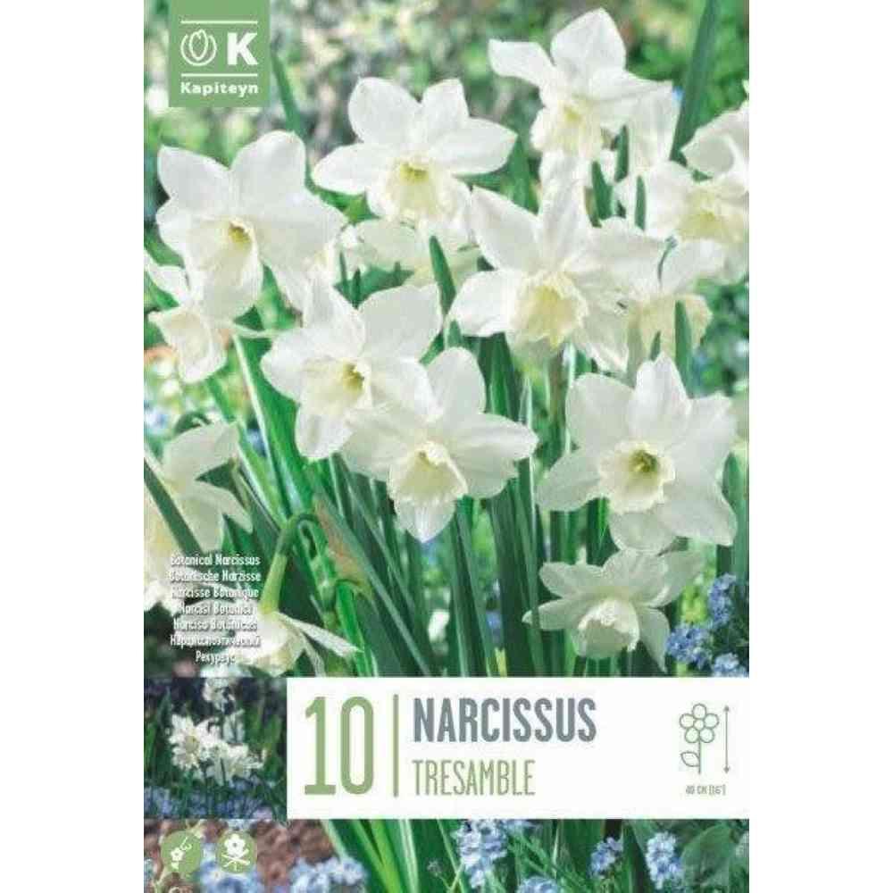 Bulbi Narciso Tresamble x10