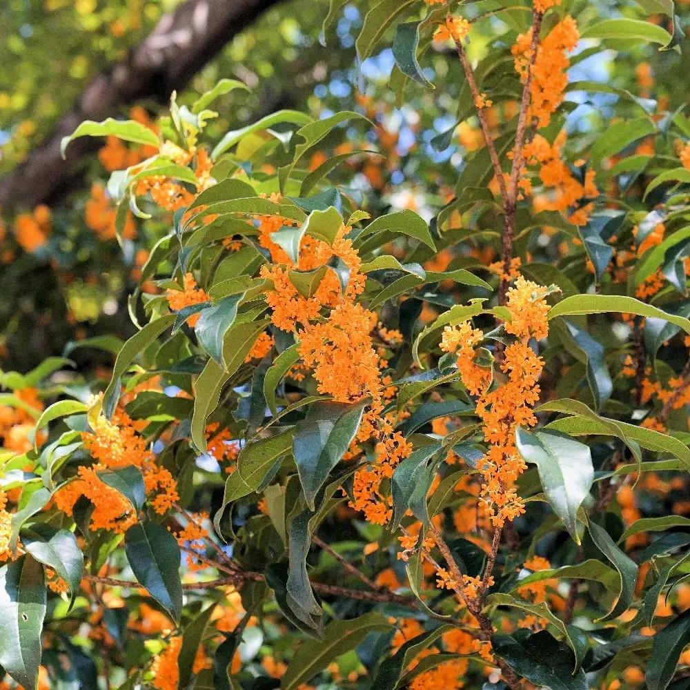 Osmanthus frangrans aurianticus Osmanto odoroso v.18