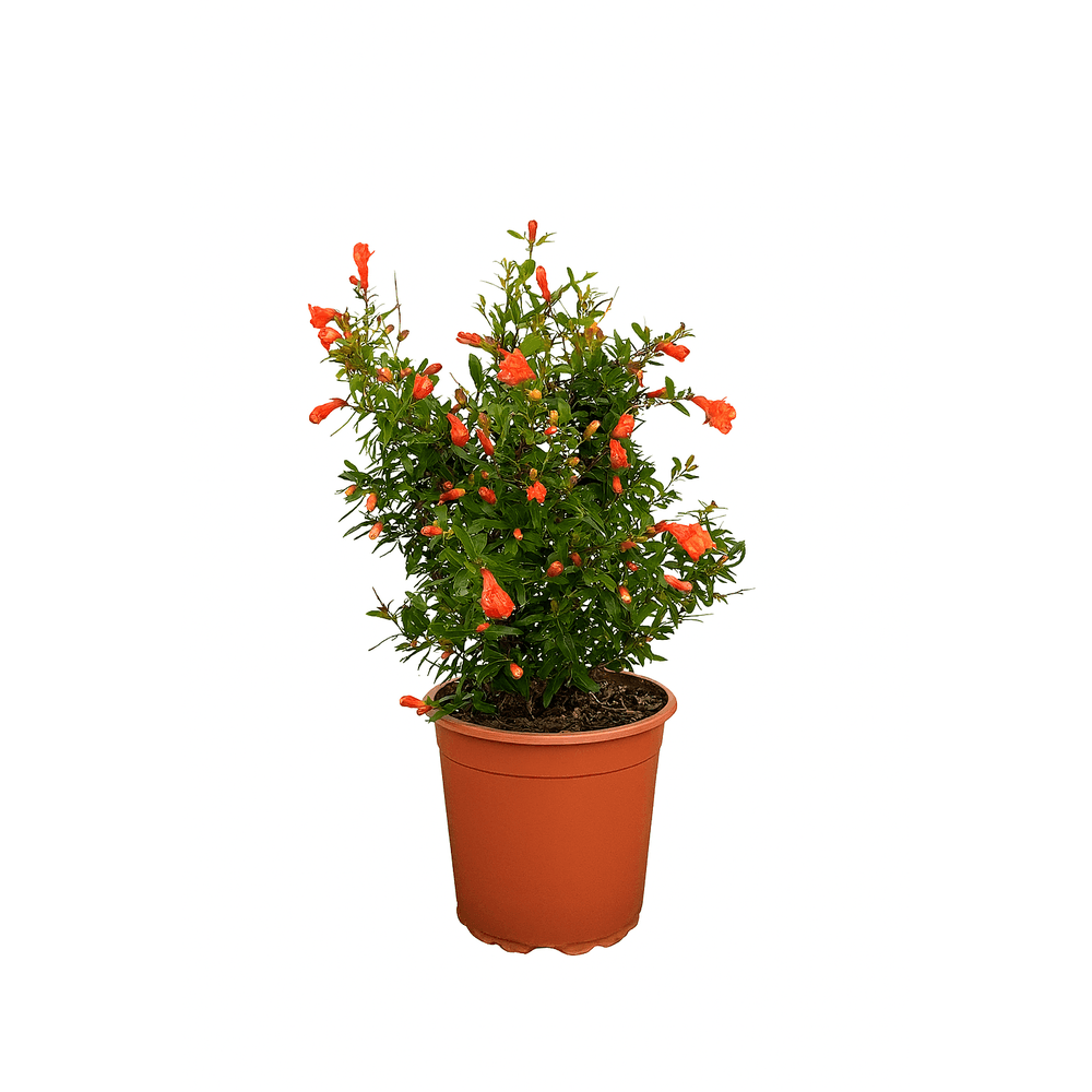 Melograno nano vaso 18